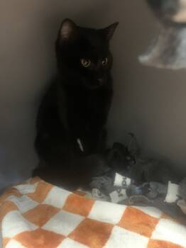 Rescue Domestic Short Hair Cats for Adoption in Salmon, Idaho - Nilla | PetCurious