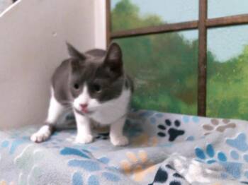 Domestic Short Hair Cats Available for Adoption in Houston, Texas - NOVA | PetCurious