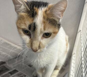 Rescue Domestic Short Hair Cats for Adoption in Paris, Tennessee - CALI | PetCurious