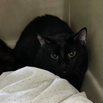 Kory-- Bonded Buddy With Christopher -  Domestic Short Hair Cat for Adoption in Des Moines, Iowa - Kory-- Bonded Buddy With Christopher | PetCurious