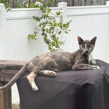 Ophelia -  Domestic Short Hair Cat for Adoption in Tampa, Florida - Ophelia | PetCurious
