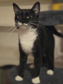 Star -  Domestic Short Hair Cat for Adoption in Liverpool, Texas - Star | PetCurious