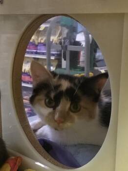 Domestic Short Hair Cats Available for Adoption in Williamsburg, Virginia - Jam 18 | PetCurious