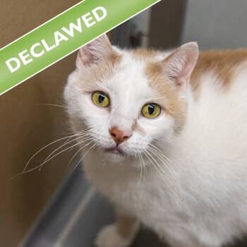 Rescue Domestic Short Hair Cats for Adoption in Des Moines, Iowa - Franky -- Bonded Buddy With Prince | PetCurious