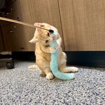 Auggie -  Domestic Short Hair Cat for Adoption in Great Falls, Montana - Auggie | PetCurious