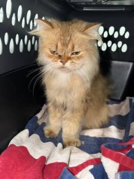 Himalayan and Domestic Short Hair Cats Available for Adoption in Corpus Christi, Texas - FUZZ LIGHTYEAR | PetCurious