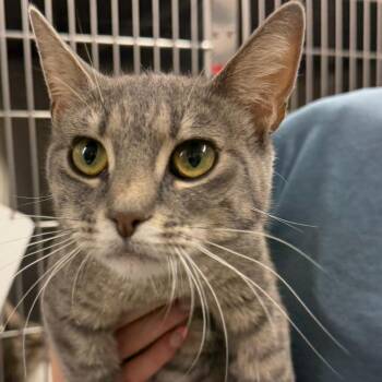 Momma Roe*Meet me at Petsmart Richfield -  Domestic Short Hair Cat for Adoption in Buffalo, Minnesota - Momma Roe*Meet Me At Petsmart Richfield | PetCurious