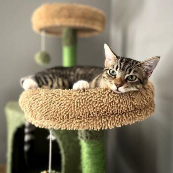 Domestic Short Hair and Tabby Cats Available for Adoption in Houston, Texas - Emma (Bonded W/ Josephine - FeLV+) | PetCurious