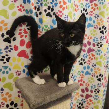 Penne -  Domestic Short Hair Cat for Adoption in Brockton, Massachusetts - Penne | PetCurious