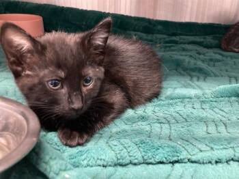 Domestic Short Hair Cats Available for Adoption in Tustin, California - MILDRED | PetCurious