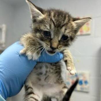 Pepper -  Domestic Short Hair Cat Available for Adoption in West Palm Beach, Florida - Pepper | PetCurious