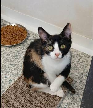 Calico and Domestic Short Hair Cats Available for Adoption in Bay City, Michigan - Liara | PetCurious