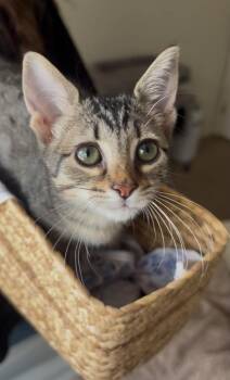 Stockholm -  Domestic Short Hair Cat for Adoption in Tucson, Arizona - Stockholm | PetCurious