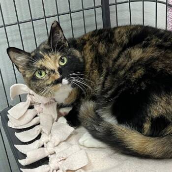 Lindsay -  Domestic Short Hair Cat for Adoption in Buffalo, New York - Lindsay | PetCurious