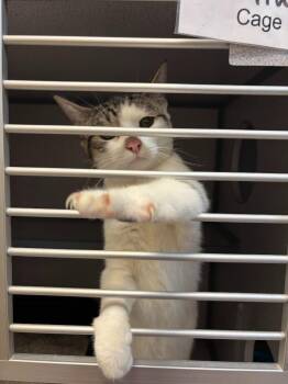 Ursa -  Domestic Short Hair Cat for Adoption in Liverpool, New York - Ursa | PetCurious