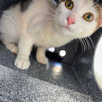 Ducky -  Domestic Short Hair Cat for Adoption in Birmingham, Alabama - Ducky | PetCurious