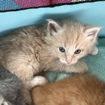 Danny -  Domestic Long Hair Cat for Adoption in Ferndale, Michigan - Danny | PetCurious