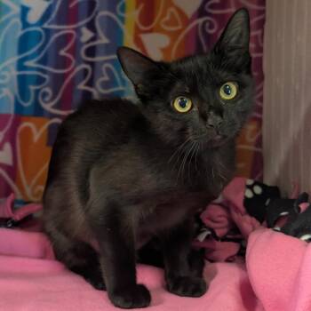 Domestic Short Hair Cats Available for Adoption - Carmela | PetCurious