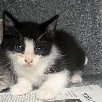 James -  Domestic Short Hair Cat Available for Adoption in Edinburg, Texas - James | PetCurious