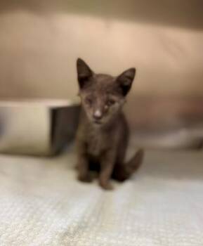 Loo Anne -  Domestic Short Hair Cat for Adoption in Providence Forge, Virginia - Loo Anne | PetCurious