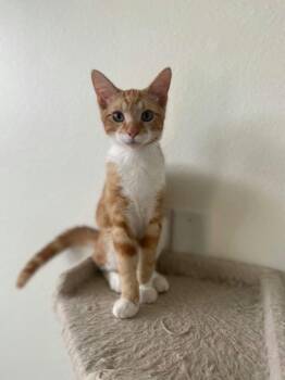 Rescue Domestic Short Hair Cats for Adoption in Houston, Texas - Coco | PetCurious