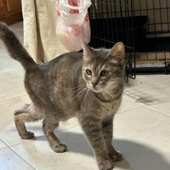 Domestic Short Hair Cats Available for Adoption in Salt Lake City, Utah - Posey | PetCurious