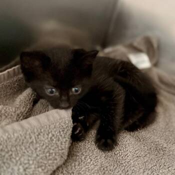 Domestic Short Hair Cats Available for Adoption in Council Bluffs, Iowa - Mazzy | PetCurious