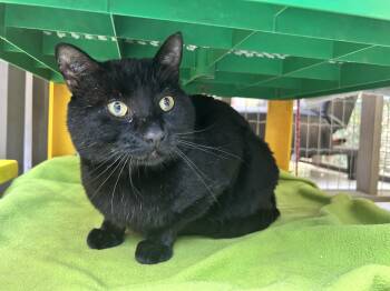 Fun Bobby -  Domestic Short Hair Cat for Adoption in Maple Ridge, British Columbia - Fun Bobby | PetCurious