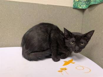 A551934 -  Domestic Short Hair Cat for Adoption in Moreno Valley, California - A551934 | PetCurious