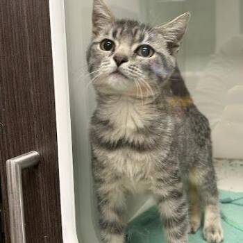 Atlas -  Domestic Short Hair Cat for Adoption in Jeffersonville, Indiana - Atlas | PetCurious
