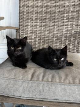 Domestic Short Hair Cats Available for Adoption - Llarico | PetCurious