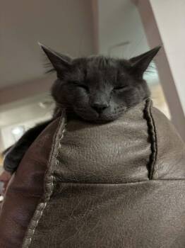 Rescue Nebelung Cats for Adoption in Ottawa, Ontario - Lliana (f) 2yrs Old Nebelung | PetCurious