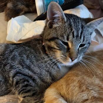 Domestic Short Hair Cats Available for Adoption in Winchester, Virginia - Ollie | PetCurious