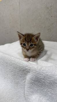 Domestic Short Hair Cats Available for Adoption in Honolulu, Hawaii - Hairy Styles | PetCurious