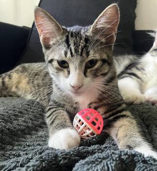 Croxhî -  Domestic Short Hair Cat for Adoption in Montreal, Quebec - Croxhî | PetCurious