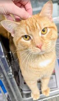 Domestic Short Hair Cats Available for Adoption in Fairfax, Virginia - Cody | PetCurious