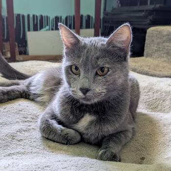 Braeburn -  Domestic Short Hair Cat for Adoption in Columbia, Missouri - Braeburn | PetCurious