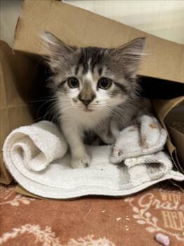 MINNY -  Domestic Short Hair Cat for Adoption in Loveland, Colorado - MINNY | PetCurious