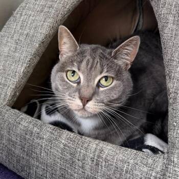 Charlotte -  Domestic Short Hair Cat for Adoption in State College, Pennsylvania - Charlotte | PetCurious