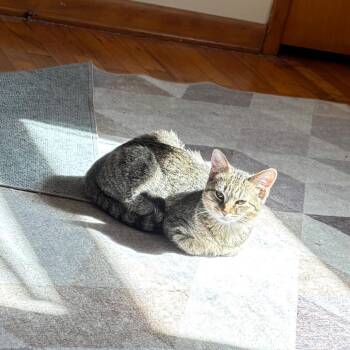 Domestic Short Hair Cats Available for Adoption - Piri | PetCurious