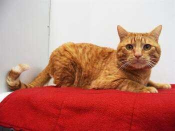 Domestic Short Hair Cats Available for Adoption - SIR WATSON | PetCurious