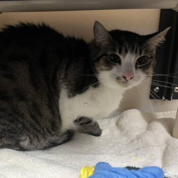 Domestic Short Hair Cats Available for Adoption - Soke | PetCurious