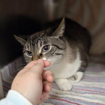 Valencia -  Domestic Short Hair Cat for Adoption in Westland, Michigan - Valencia | PetCurious