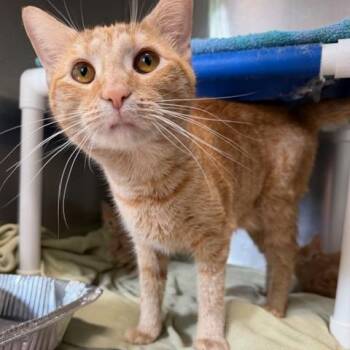 Jackie -  Domestic Short Hair Cat Available for Adoption in Cumming, Georgia - Jackie | PetCurious