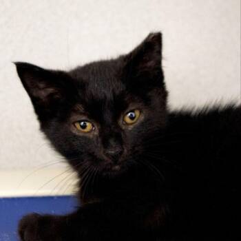 Jasn -  Domestic Short Hair Cat for Adoption in Seattle, Washington - Jasn | PetCurious