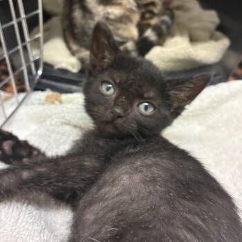 Miller -  Domestic Short Hair Cat for Adoption in St. Helena, California - Miller | PetCurious