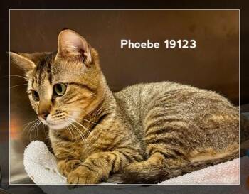 Domestic Short Hair Cats Available for Adoption in Marietta, Georgia - PHOEBE | PetCurious