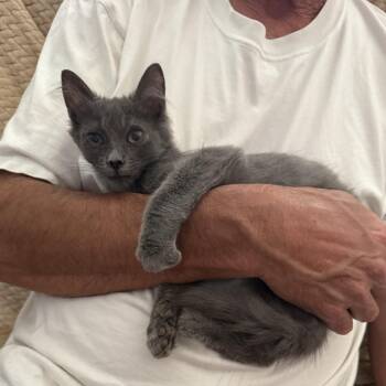 Oliver -  Russian Blue and Domestic Medium Hair Cat for Adoption in Tustin, California - Oliver | PetCurious