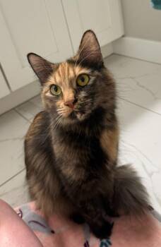 Domestic Short Hair Cats Available for Adoption in Millcreek, Utah - Tiger | PetCurious