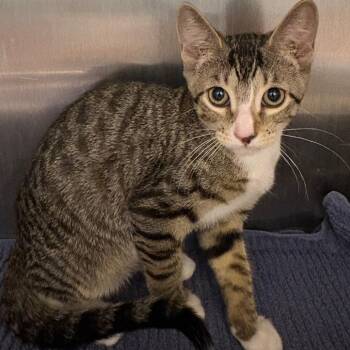 Jadyn -  Domestic Short Hair Cat for Adoption in Englewood, Florida - Jadyn | PetCurious